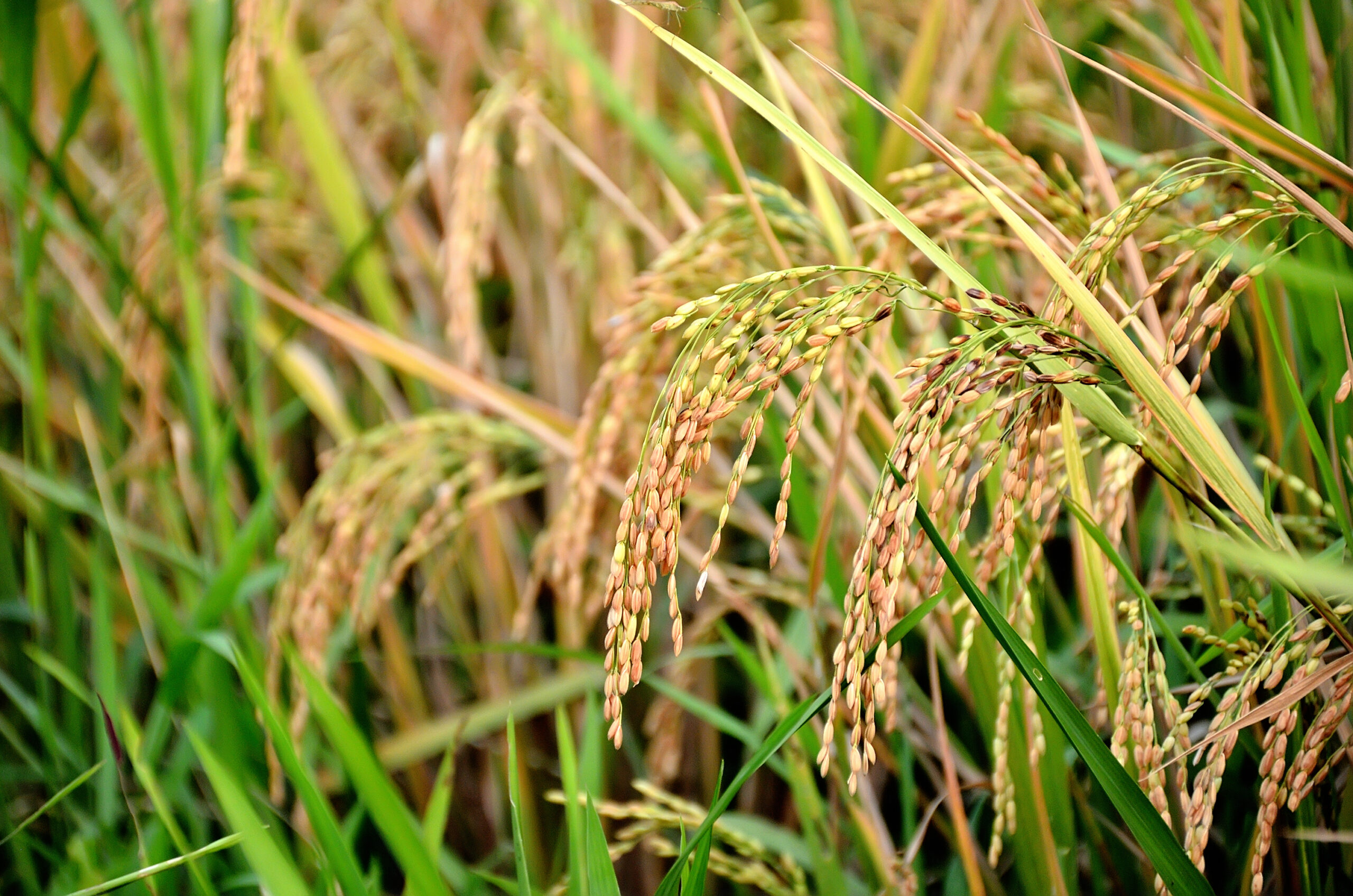 تاثیر سیلیکات پتاسیم روی محصول برنج